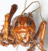 CollectionObject 1533014; 560ef361-7453-4b90-8710-1739ebaf32d0: male, frontal view. (CollectionObject).