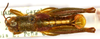 CollectionObject 1499426; 84e3a3ff-3863-437b-96fc-2a58bc45b3f4: male, dorsal view (holotypeof Jivarus albolineatus). (CollectionObject).