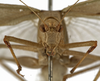 CollectionObject 1529782; e6e9efe8-86bf-4b39-b878-b7bec5229d88: female, frontal view (holotype). (CollectionObject).