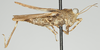 CollectionObject 1577236; 02d18c22-083e-488b-9ec0-62eba33c5530: male, lateral view (paratype). (CollectionObject).