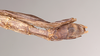 CollectionObject 1561422; b86d2261-af7b-42b9-8c07-f19c627f1212: copyright Natural History Museum, London. male: end of abdomen, ventral view (holotype). (CollectionObject).