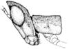 Pl. 12 fig. 4. male, head and pronotum, lateral view. Depicts Morsea tamalpaisensis Rehn & Hebard, 1909, an Otu.