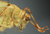 CollectionObject 1503504; 2fc55469-4823-4381-ae3b-3de41807d50e: female pronotum, lateral view (holotype). (CollectionObject).