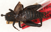 CollectionObject 1499332; a3877165-acbb-4df6-a584-0c33b0c6f1bf: male, dorsal view (holotype of Gryllus nigrohirsutus). (CollectionObject).
