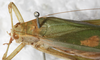 CollectionObject 1552392; d729cd2e-a76b-424f-b0e2-dc0be69c6ef6: female, dorsal view. (CollectionObject).