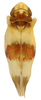 Habitus, dorsal view on Erythroneura rosa Robinson, 1924: Habitus (E. repetita McAtee, INHS collection). (Observation).