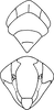 Head: Head, pro-, and mesothorax (A. dlabolai Dwor.). (Observation).