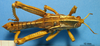 CollectionObject 1538317; e1520398-6d14-49f1-903d-fd41f22dd68a: male, dorsal view (holotype). (CollectionObject).