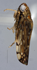 Head on Scaphoideina Oman, 1943 N. Gen. T3: (Observation).