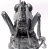 CollectionObject 1523898; 19306023-07f8-4691-8b07-d7c447e6b8df: male, frons (holotype). (CollectionObject).