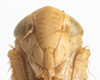 Head on Colladonus cachellus Ball, 1937: (Observation).
