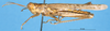 CollectionObject 1581356; e3a7950a-d723-40bf-a475-812891e9b0b0: male, lateral view (paratype). (CollectionObject).