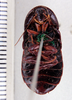 Bantua robusta (Shelford, 1908): Photo by Heidi Hopkins. ANSP:Bantua armigera. (Otu).