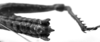 CollectionObject 1532746; 7f66f7d1-97a4-443c-8133-b9948ae89dee: Image Carbonell, C.S. male abdomen end, dorsal view (holotype). (CollectionObject).