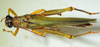 CollectionObject 1498677; 6630242e-f902-4f94-9c51-216580220080: male, dorsal view. (CollectionObject).