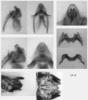 Melanoplus digitifer Hebard, 1936: male genitalia. (Otu).