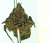 CollectionObject 1586360; 88af12d2-6f6a-4932-9176-737d84ce7d30: female, frontal view. (CollectionObject).