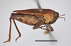 CollectionObject 1596018; b1e08d2d-e1b5-4699-b31a-f79484d5eceb, MZLU178063: male, lateral view (holotype of Acridium laterale) (scale bar 5 mm). (CollectionObject).