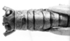 CollectionObject 1526824; 31472076-547c-427c-95ef-5b9bac53a247: male head and pronotum, dorsal view. (CollectionObject).