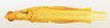 CollectionObject 1518481; 9e27142d-e5c8-47ac-a1c5-d36268127e0a: male, dorsal view (paralectotype). (CollectionObject).