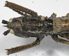CollectionObject 1541903; 1eea4f76-c1d2-4d3d-8232-a2aa0ba84d81: female pronotum, dorsal view. (CollectionObject).