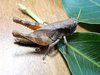 FieldOccurrence 87; 89241a9a-c6df-4e20-908d-33c279c78b40; Tanzania
Zaraninge Saadani National Park, 2023/07/23: female. (FieldOccurrence).