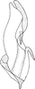 Aedeagus, lateral view on Falcitettix (Falcitettix) guttiger (Kusnezov, 1929): Aedeagus, lateral view. (Observation).