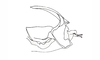 Dichroplus exilis Giglio-Tos, 1894: Fig. 45. cingulum and endophallus, lateral view. (Otu).