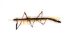 CollectionObject 1557701; 178ed18f-e236-44e3-80cf-eccc66b2421e: copyright ETHZ. female, dorsal view (syntype). (CollectionObject).