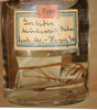 CollectionObject 1557993; 62e95d7c-484c-47aa-8df8-81501e7dfea6: copyright ZMHB, Berlin. male (holotype) [in alcohol]. (CollectionObject).