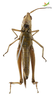 CollectionObject 2243514; Unioeste Cascavel K-0569, f4b852eb-c5a9-4ae8-8593-01371b431aa5, Unioeste Cascavel K-0569: Female, ventral view. (CollectionObject).