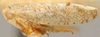 Habitus, lateral view on Aplanus Oman, 1949: Aplanus albidus, lateral habitus. (Observation).
