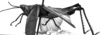 CollectionObject 1532751; 33776f1f-4f59-431e-9e0c-91eda4c32ace: Image Carbonell, C.S. female, lateral view (holotype of Xiphocera auroripennis). (CollectionObject).