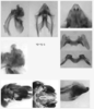Melanoplus digitifer Hebard, 1936: male genitalia. (Otu).