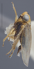 Habitus, lateral view on Deltocephalus mystax Hamilton & Ross, 1975: Lateral. (Observation).