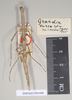 CollectionObject 1558002; NHMUK(SF IMPORT DUPLICATE) 844908, 0cfc66bd-3b25-4a1e-b2d1-f8ea4f367555: copyright Natural History Museum, London. female of synonym Gratidia turca (holotype). (CollectionObject).