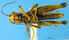 CollectionObject 1505379; 2b7a71fc-f8e4-491b-9da0-88cc411db8fc: male, ventral view (syntype). (CollectionObject).