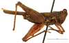 CollectionObject 1521842; OUM 704, cd123940-600e-4206-b4f0-8854e202de7a: female, lateral view (holotype). (CollectionObject).
