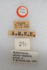 CollectionObject 1525073; 56279656-7e83-4d4e-b1da-e20c555e1ba1: labels (holotype of Schistocerca nitens virginica). (CollectionObject).