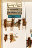 CollectionObject 1531231; 13b3a7ff-4e15-4dad-ac61-d772052170fc: male, on drawer, second in the second row (holotype). (CollectionObject).