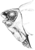 Nomotettix parvus Morse, 1895: Fig. 23. male, head, lateral view. (Otu).