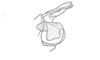 Zodiacris rubidipennis rubidipennis Descamps, 1980: Fig. 96. end of phallic complex, lateral view. (Otu).