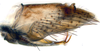 Pygofer, lateral view: (Observation).;Pygofer, lateral view: (Observation).