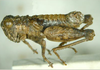 Tsautettix namaquensis (Dirsh, 1956): male, lateral view. (Otu).
