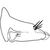 Pygofer, lateral view on Bonaspeia cygnangula Davies, 1987: Pygofer, lateral view (holotype). (Observation).