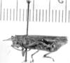 CollectionObject 1524028; a58d5879-6b47-4588-aa92-d22c8a8c03dc: male, lateral view (holotype). (CollectionObject).