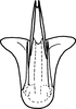 Aedeagus, ventral view on Drabescus pallidus Matsumura, 1912: Aedeagus, ventral view. (Observation).