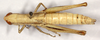 CollectionObject 1499592; 1de2084b-ea61-4e7f-8a87-4f44705f0026: female, dorsal view (Tolgadia brachyptera). (CollectionObject).