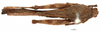 CollectionObject 1577270; OUM 725 3/3, b5cd880f-5bc2-4a5a-952b-895086bbb848: female, dorsal view (paralectotype). (CollectionObject).