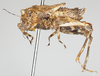 CollectionObject 1577216; 47045a40-c1ee-4db1-bf5b-7d94cbf0574e: female, lateral view. (CollectionObject).
